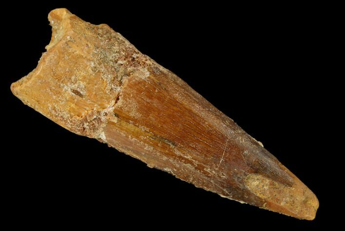 Bargain, Spinosaurus Tooth - Real Dinosaur Tooth #159938